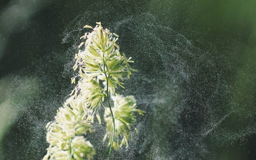Pollen yr kring en växt