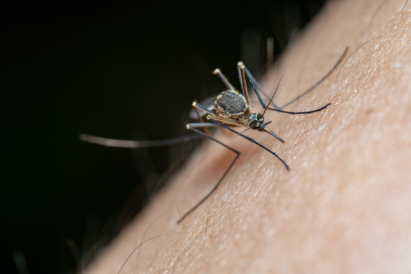 Mygga suger blod på en arm